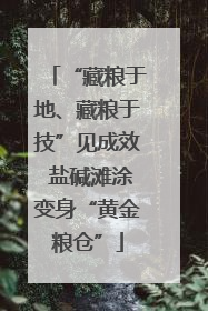 “藏粮于地、藏粮于技”见成效 盐碱滩涂变身“黄金粮仓”