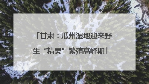 甘肃：瓜州湿地迎来野生“精灵”繁殖高峰期