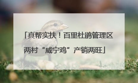真帮实扶！百里杜鹃管理区两村“威宁鸡”产销两旺