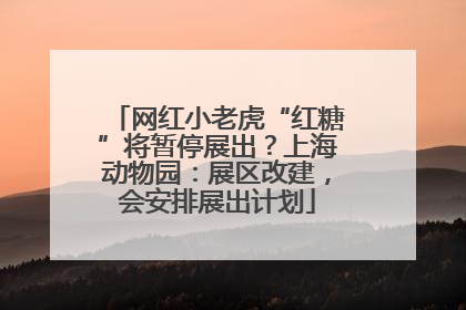 网红小老虎“红糖”将暂停展出？上海动物园：展区改建，会安排展出计划