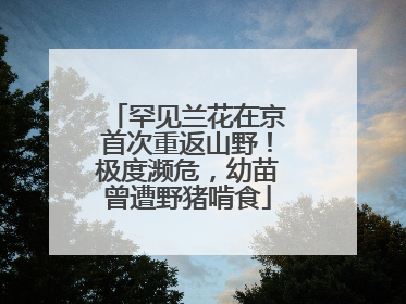 罕见兰花在京首次重返山野！极度濒危，幼苗曾遭野猪啃食