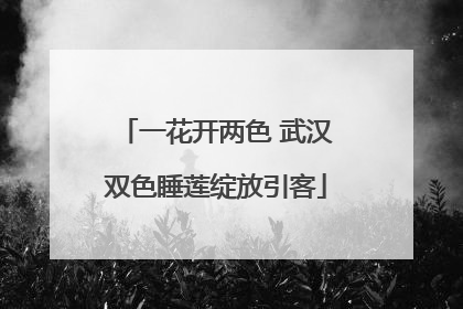 一花开两色 武汉双色睡莲绽放引客