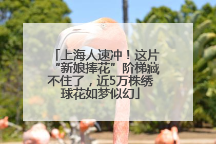 上海人速冲！这片“新娘捧花”阶梯藏不住了，近5万株绣球花如梦似幻