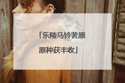 乐陵马铃薯原原种获丰收