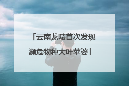 云南龙陵首次发现濒危物种大叶苹婆