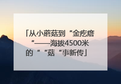 从小蘑菇到“金疙瘩“——海拔4500米的““菇“事新传