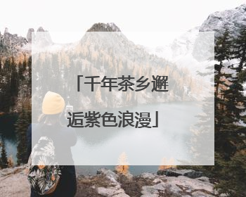 千年茶乡邂逅紫色浪漫