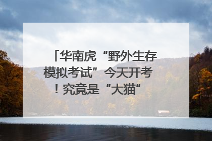 华南虎“野外生存模拟考试”今天开考！究竟是“大猫” 还是顶级猎食者？