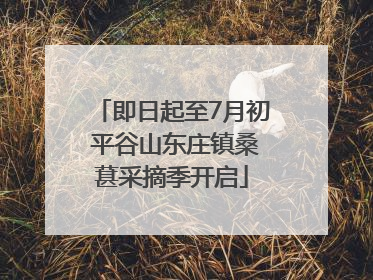 即日起至7月初 平谷山东庄镇桑葚采摘季开启