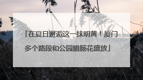 在夏日邂逅这一抹明黄！厦门多个路段和公园腊肠花盛放