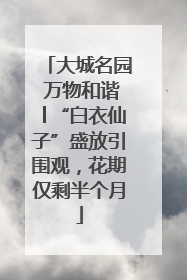 大城名园 万物和谐│“白衣仙子”盛放引围观，花期仅剩半个月