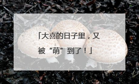 大喜的日子里，又被“萌”到了！