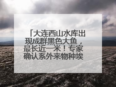 大连西山水库出现成群黑色大鱼，最长近一米！专家确认系外来物种埃及塘鲺