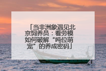 当非洲象遇见北京饲养员：看劳模如何破解“吨位萌宠”的养成密码