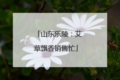 山东乐陵：艾草飘香销售忙