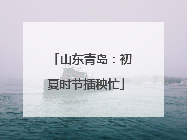山东青岛：初夏时节插秧忙
