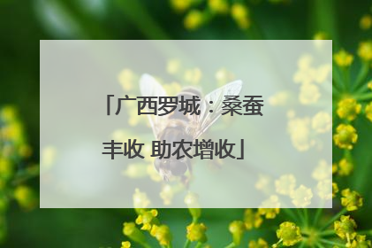 广西罗城：桑蚕丰收 助农增收