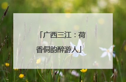 广西三江：荷香侗韵醉游人