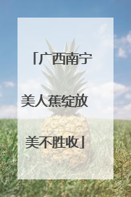 广西南宁美人蕉绽放美不胜收