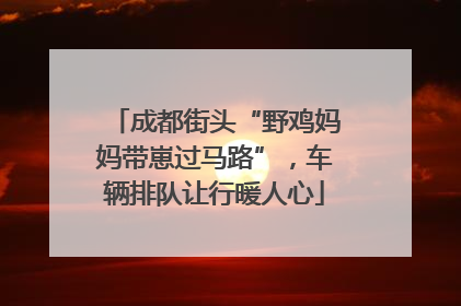 成都街头“野鸡妈妈带崽过马路”，车辆排队让行暖人心