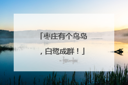 枣庄有个鸟岛，白鹭成群！