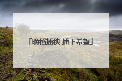 晚稻插秧 播下希望
