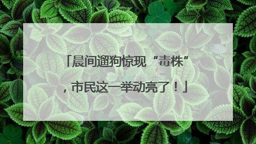 晨间遛狗惊现“毒株”，市民这一举动亮了！