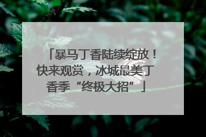 暴马丁香陆续绽放！快来观赏，冰城最美丁香季“终极大招”