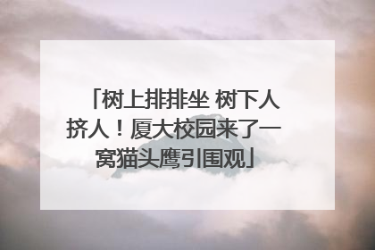 树上排排坐 树下人挤人！厦大校园来了一窝猫头鹰引围观