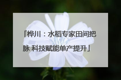 桦川：水稻专家田间把脉 科技赋能单产提升
