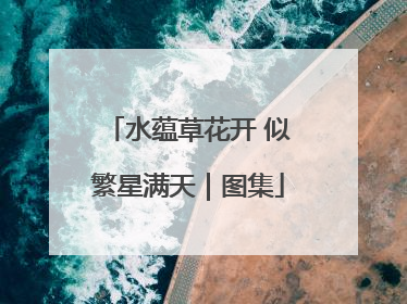 水蕴草花开 似繁星满天｜图集