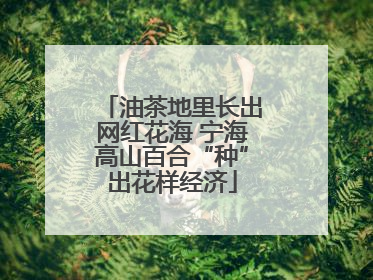 油茶地里长出网红花海 宁海高山百合“种”出花样经济