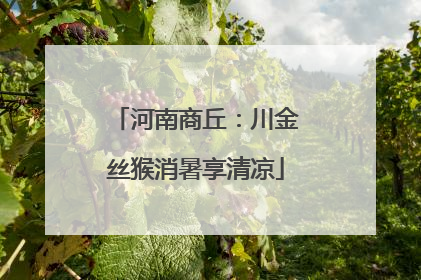 河南商丘：川金丝猴消暑享清凉