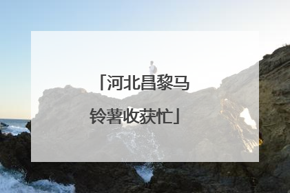 河北昌黎马铃薯收获忙