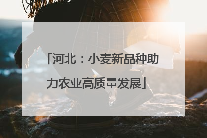 河北：小麦新品种助力农业高质量发展