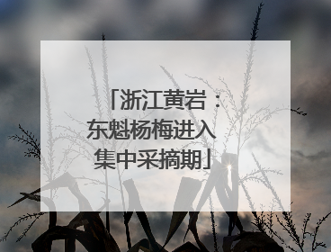 浙江黄岩：东魁杨梅进入集中采摘期