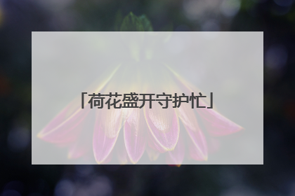 荷花盛开守护忙