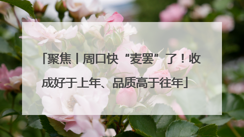 聚焦丨周口快“麦罢”了！收成好于上年、品质高于往年