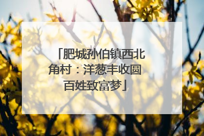 肥城孙伯镇西北角村：洋葱丰收圆百姓致富梦