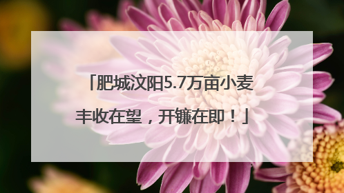 肥城汶阳5.7万亩小麦丰收在望，开镰在即！