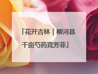 花开吉林｜柳河县千亩芍药竞芳菲