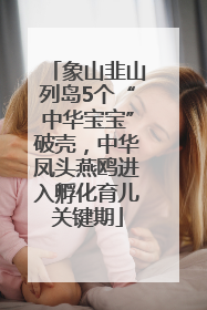 象山韭山列岛5个“中华宝宝”破壳，中华凤头燕鸥进入孵化育儿关键期