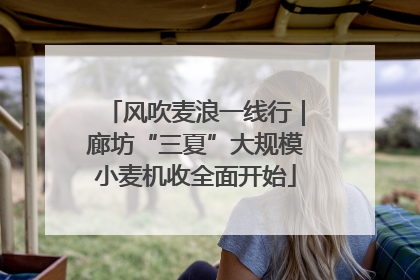 风吹麦浪一线行｜廊坊“三夏”大规模小麦机收全面开始