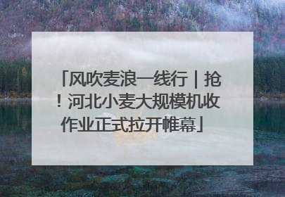 风吹麦浪一线行｜抢！河北小麦大规模机收作业正式拉开帷幕
