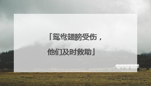 鸳鸯翅膀受伤，他们及时救助