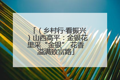 （乡村行·看振兴）山西高平：金银花里采“金银” 花香溢满致富路