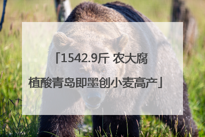 1542.9斤 农大腐植酸青岛即墨创小麦高产