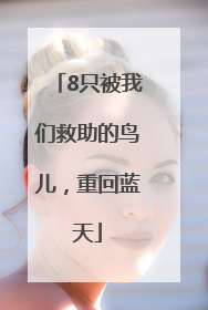 8只被我们救助的鸟儿，重回蓝天